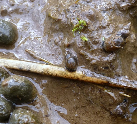 Researchers warned not to let dry summer cause Liver Fluke complacency