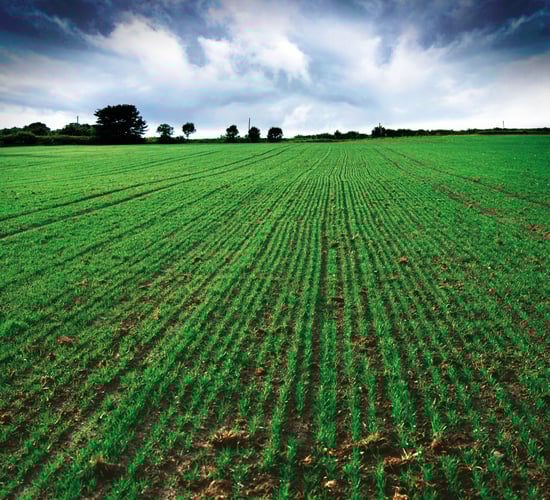 Controlling slugs in cereal crops