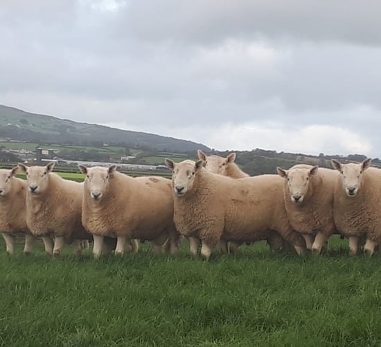 Donegal breeders gearing up for Wicklow Cheviot show and sale