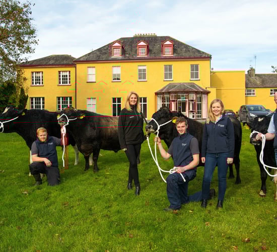 4 Irish bulls to participate in African nation's breeding programme