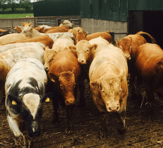 Assessing cattle that are fit for slaughter: What do I look for?