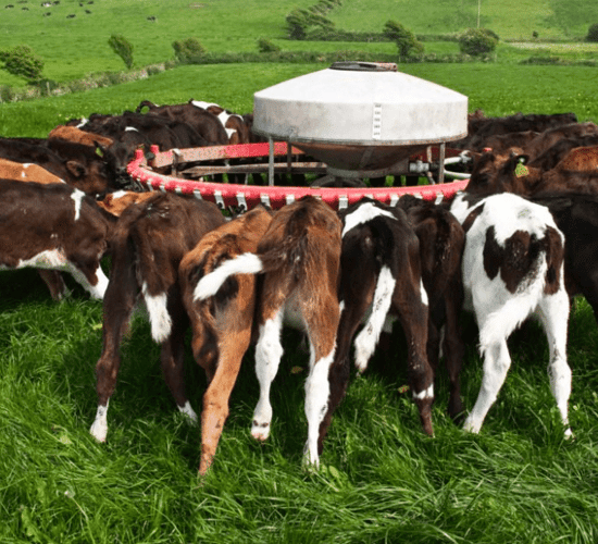 Contract heifer rearing: Here's the pros and cons from a farmer's perspective