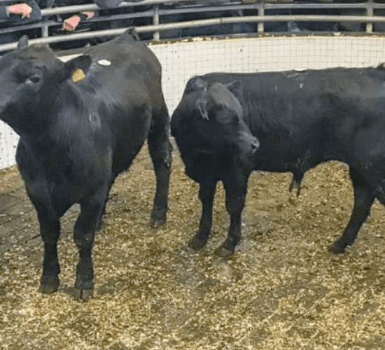 Kilkenny Mart: Exporters in the market for Angus, Hereford and Friesian weanling bulls