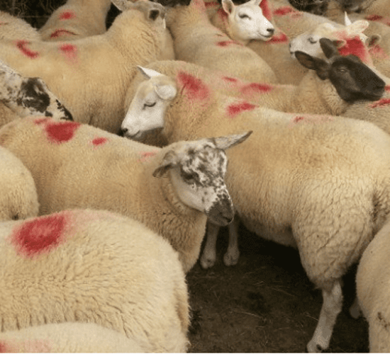 Finishing lambs on your farm? Here are some options