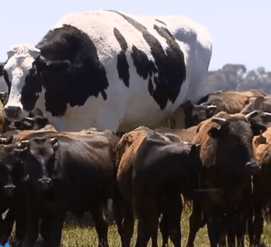 Farmer claims ownership of 'the biggest bullock on earth'