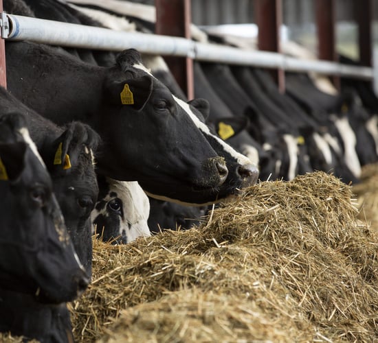 InTouch: The role of nutrition and management in achieving the perfect dry cow period