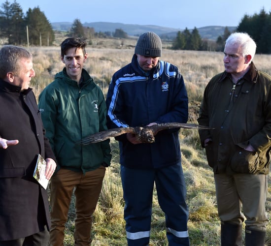Hen Harrier Programme payments begin issuing to farmers