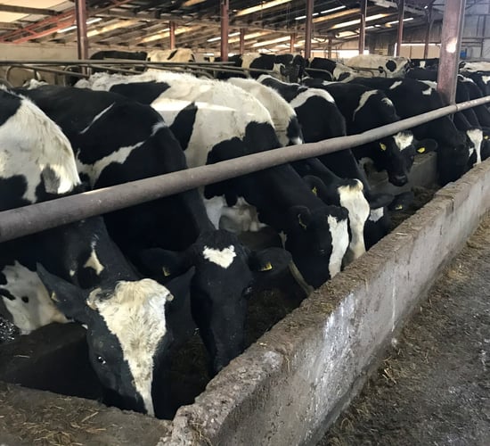 What minerals are required by the dairy cow during the dry period?
