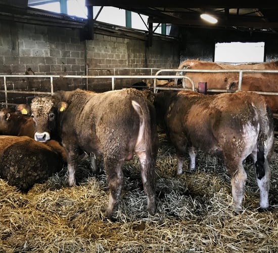 Housing: What is the biggest factor that affects cattle cleanliness?