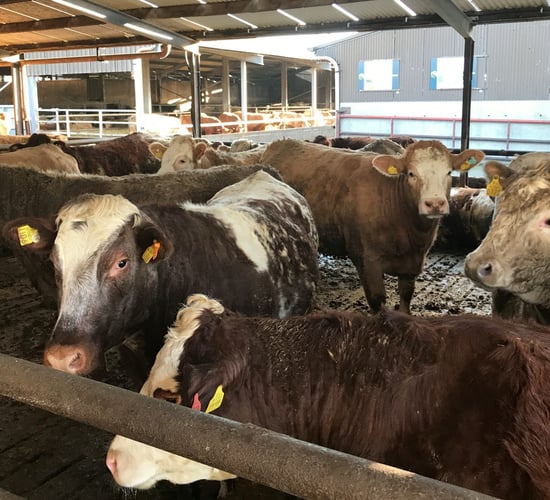 Massive difference per head continues between Irish and UK cattle prices