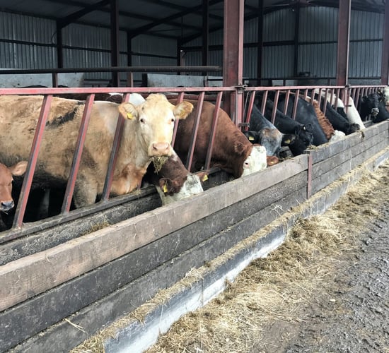 How was the reproductive performance of the suckler herd in 2018?
