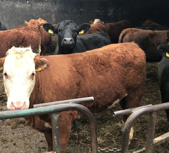 How do I manage and feed the 'future of my herd' over the winter?