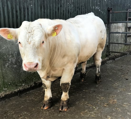 Video: Stock bull management this breeding season
