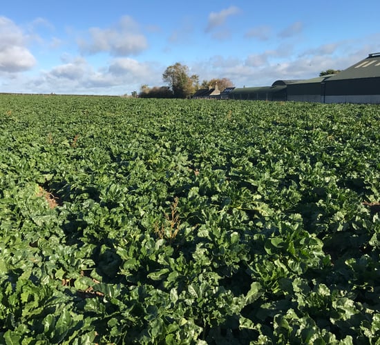 Tips for growing and feeding fodder beet