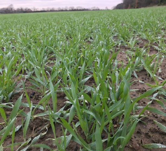 BYDV reduction...delayed drilling and tolerant varieties