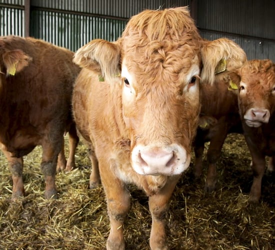 FARM SMART: Juggling a full-time job and a purebred Limousin herd in Co. Laois