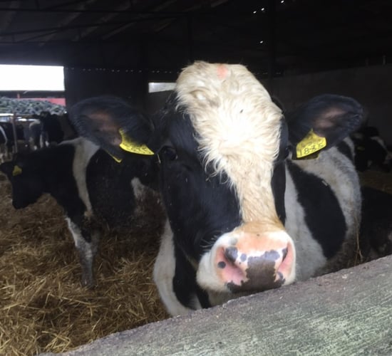 Visa secured for Libyan cattle buyer - Healy-Rae