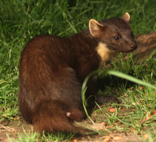 Research shows pine martens help conserve red squirrels