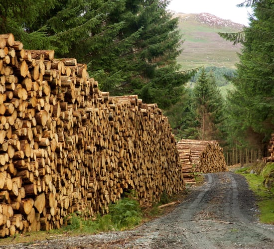 Forestry bill won't be panacea according to independent TD