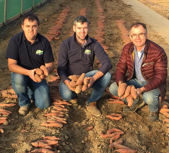 Tillage focus: Potato business gets 'sweet' in order to meet demand