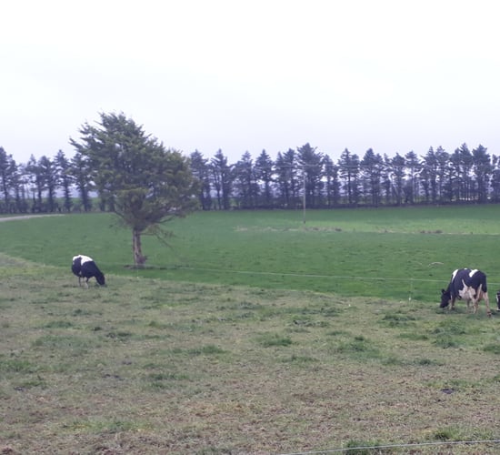 Dairy focus: 'The farm has accumulated €530,000 of cash'