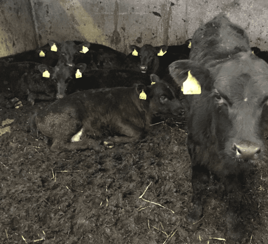 Peat bedding: What are farmers' first thoughts after housing for the winter?