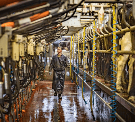 Making life easier with the use of a drafting system on two Munster dairy farms