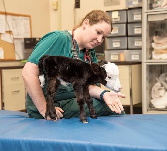Tiny live calf born in the US weighing just 4.5kg