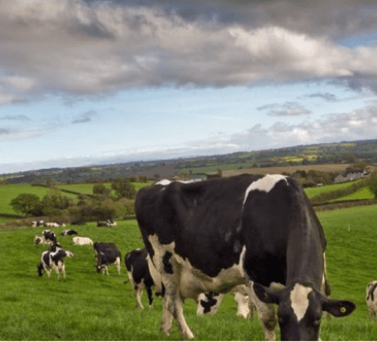 Teagasc National Dairy Conference to take place on Tuesday