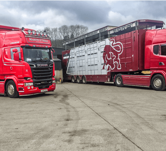 Analysis: The Irish live cattle export market in 2018
