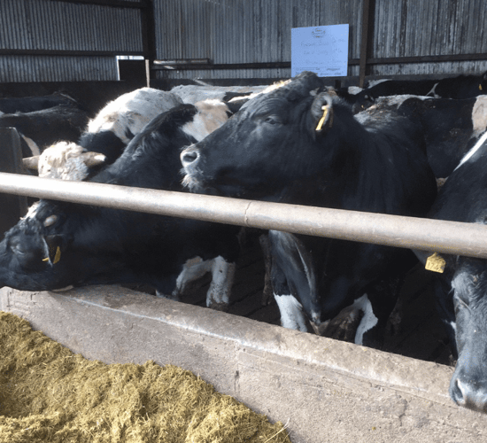 Boatload of bulls destined for Libya in 2 weeks