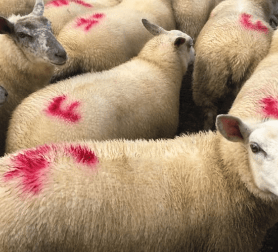 Sheep trade: Tighter supplies see lamb prices pressing €5/kg