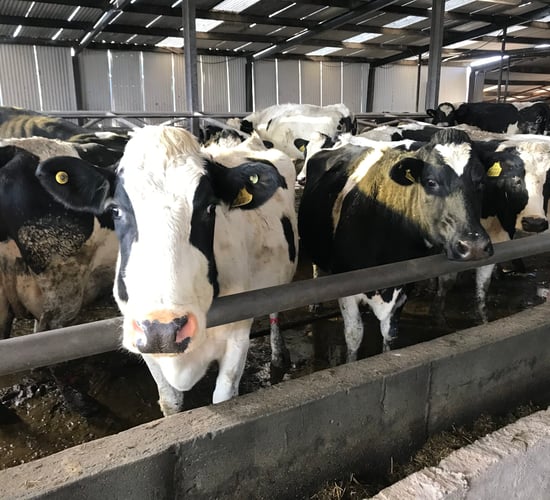 Agreement reached on Irish Johne's Control Programme