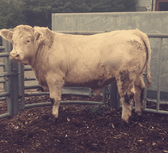 High replacement index sired bulls gained 2.2kg/day on average