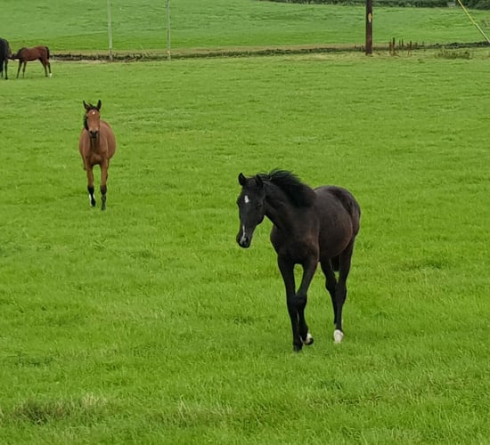 Minister launches scheme to improve horse traceability