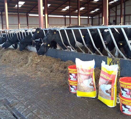 Pre-calving mineral boosting colostrum quality on Co. Kilkenny-based dairy farm