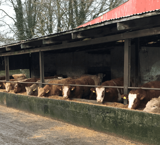 How can I control lice and mange mites that affect my cattle?