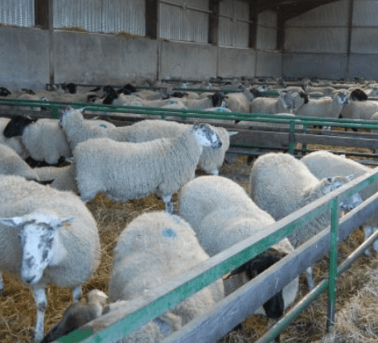 Late-pregnancy nutrition: Check your protein levels when supplementing ewes