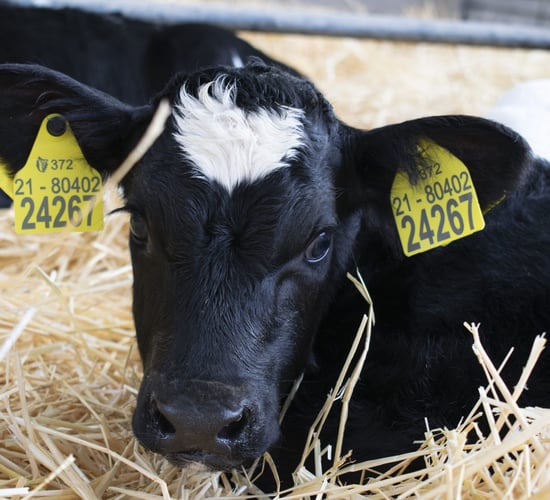 New app launched to 'take the hassle' out of replacing cattle tags