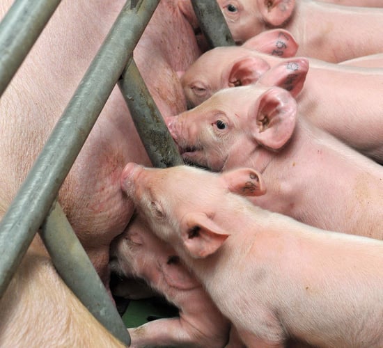 New sow product 'maximises' colostrum impact for piglets