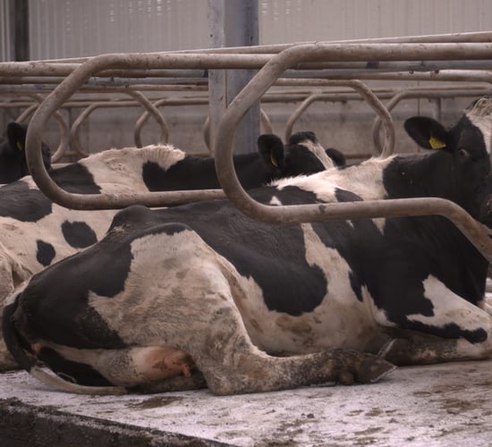 Why do we have a dry period for cows?