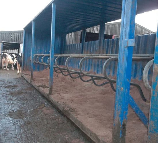 Old shipping container regenerated into cow cubicles