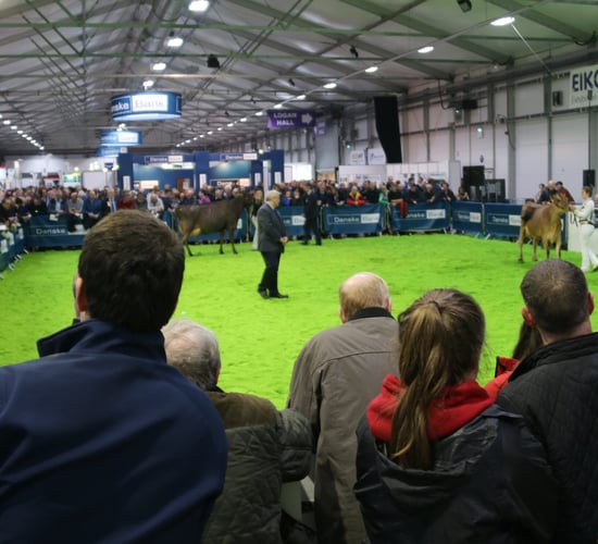 Winter Fair: Crowds flock to NI's flagship dairy show