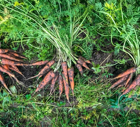 Tillage focus: Organic vegetables from the farm gate to your Christmas dinner plate