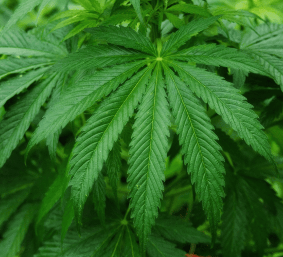 IFA open to discussion with health minister on cannabis farming