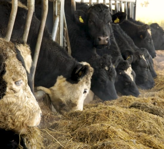 What 10 key areas are vital for a successful dairy calf-to-beef operation?