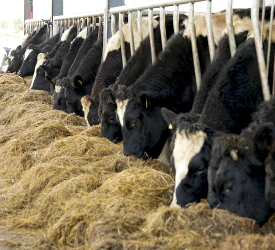 Teagasc Green Acres Calf to Beef: What was the financial performance of the 10 farms?
