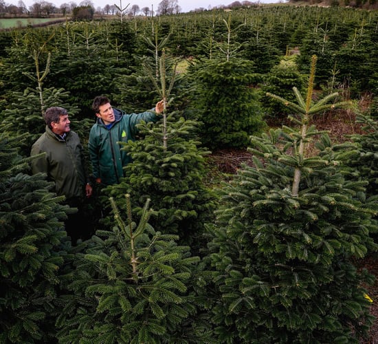 Real Irish Christmas trees: 'It wouldn't be the same without one'