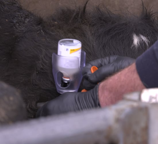 Dairy advice: Vaccination protocol during the dry cow period