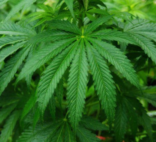 Keogh's Crisps confirms connection to cannabis grower